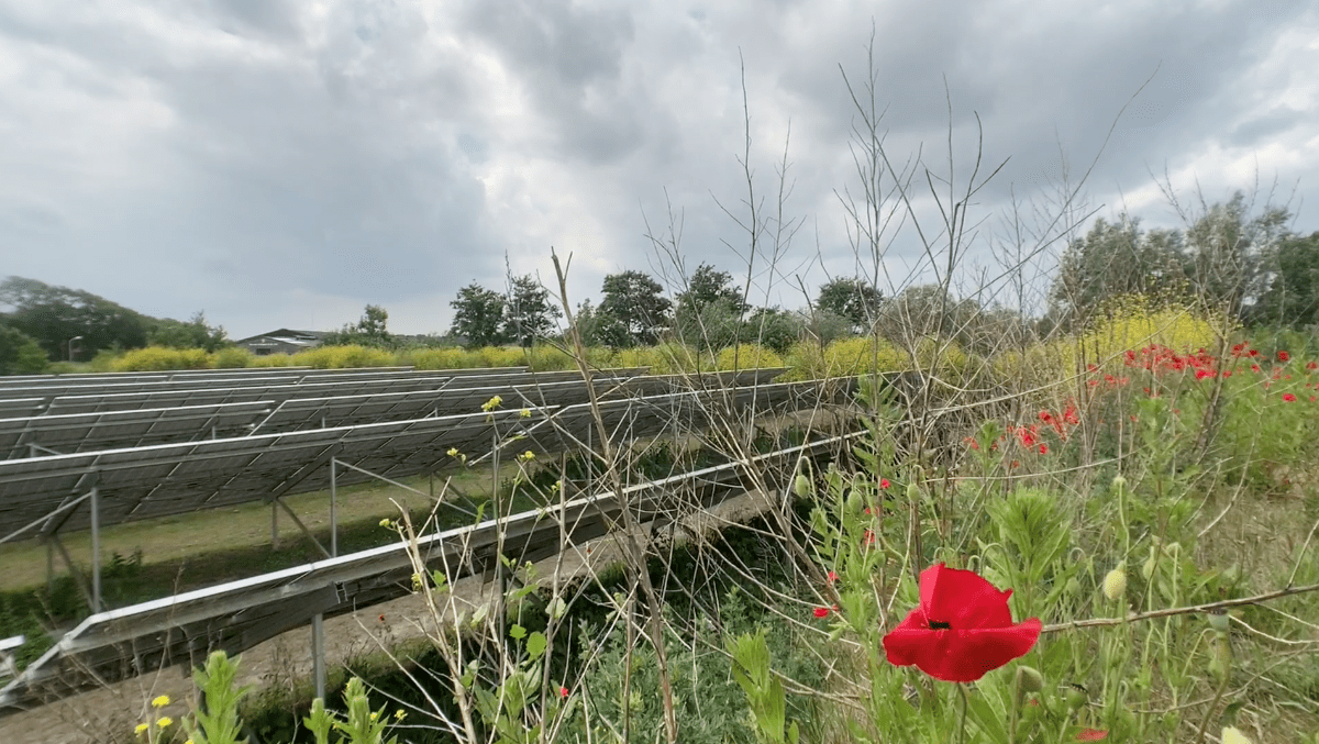 Zonnepanelen in een veld